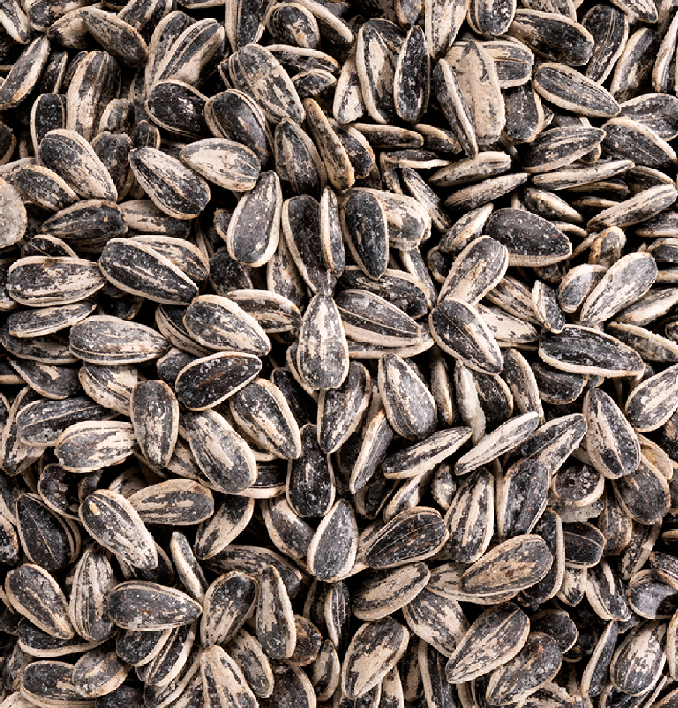 Graines de tournesol en gros